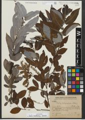 Foto von Salix rosthornii Seemen